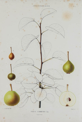 2635
<br/>
Le jardin fruitier du muséum, ou iconographie de toutes les espèces et variétés d'arbres fruitiers cultivés dans cet établissement avec leur description, leur histoire, leur synonymie, etc. publié sous les auspices de M. le Ministre de l'agriculture et du commerce.
<br/>
<em></em>